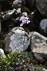 Cardamine macrophylla