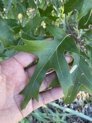 Quercus buckleyi