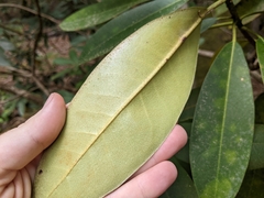Rhododendron maximum