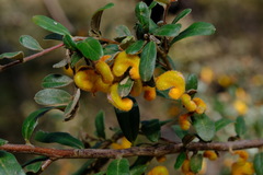 Grevillea chrysophaea