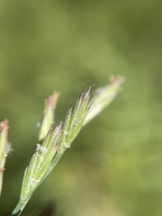 Festuca rubra