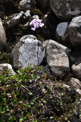 Cardamine macrophylla