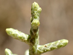 Cupressus stephensonii