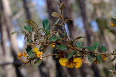 Grevillea chrysophaea
