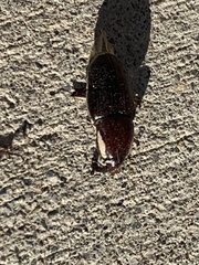 Sphenophorus aequalis