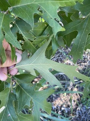 Quercus buckleyi