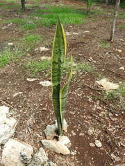 Sansevieria