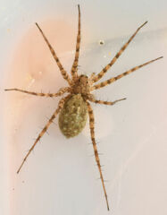 Pardosa mercurialis
