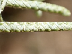 Cupressus stephensonii