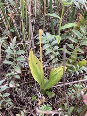 Liparis loeselii