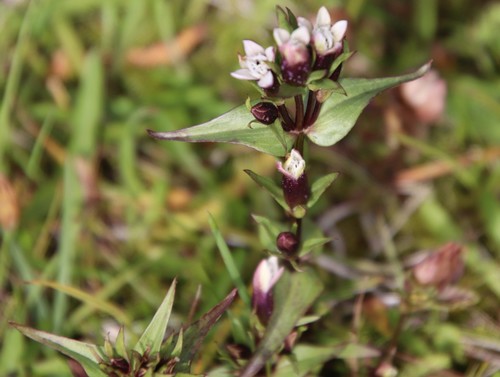 horček horký (Gentianella amarella)