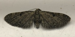 Eupithecia miserulata