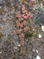 Crassula