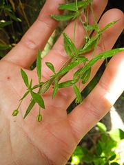 Arenaria