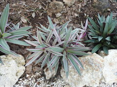 Tradescantia spathacea