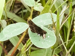 Prosopalpus styla