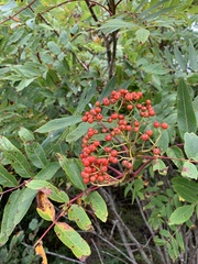 Sorbus