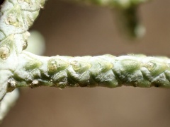 Cupressus stephensonii