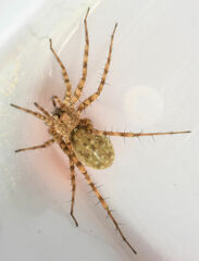 Pardosa mercurialis