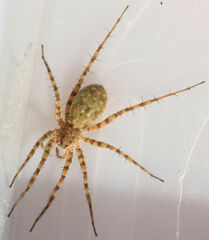 Pardosa mercurialis