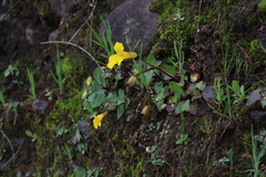 Erythranthe lutea