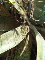 Arenaria