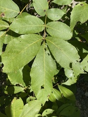 Carya texana