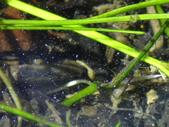 Simuliidae