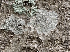 Lecanora subpallens