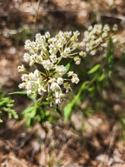 Asclepias texana