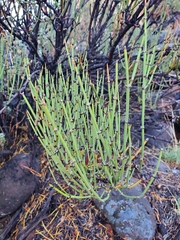 Ephedra viridis
