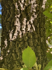 Carya texana