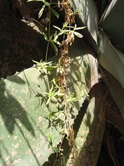 Arenaria