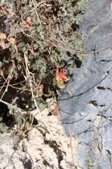 Aquilegia eximia