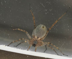 Pardosa mercurialis