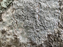 Lecanora subpallens