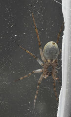 Pardosa mercurialis