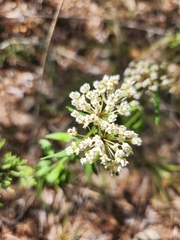 Asclepias texana