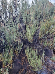 Ephedra viridis