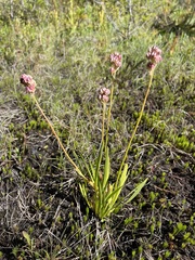 Triantha occidentalis