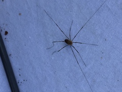 Opiliones