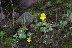 Erythranthe lutea