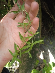 Arenaria