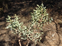 Cupressus stephensonii