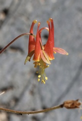 Aquilegia eximia