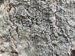 Lecanora subpallens