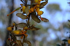 Grevillea chrysophaea