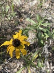 Rudbeckia missouriensis