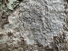 Lecanora subpallens