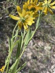 Rudbeckia missouriensis
